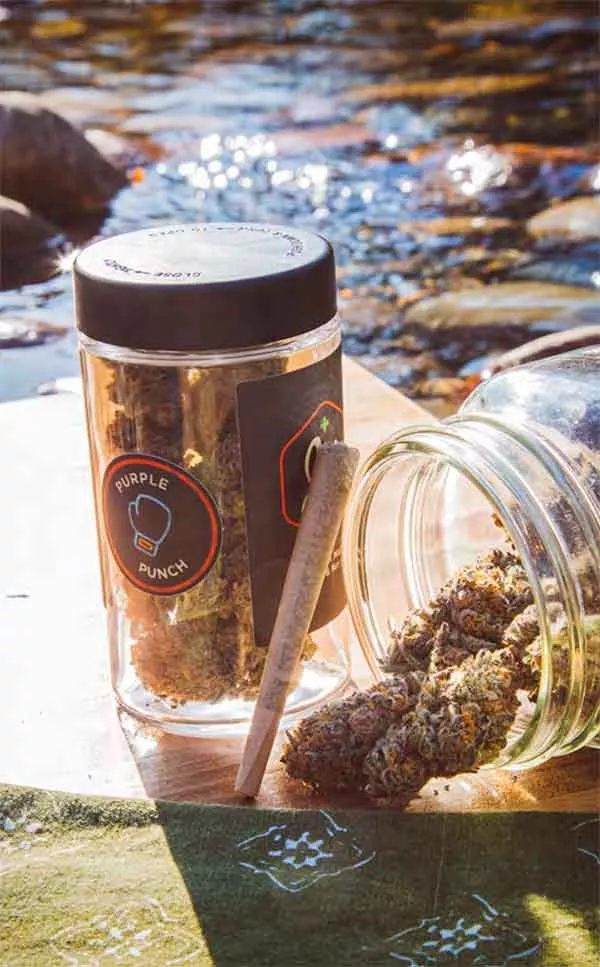 jar cannabis adventure